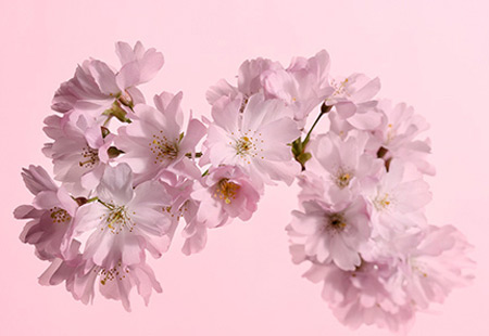 blossom