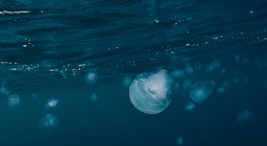 Yuzuru Masuda underwater photography